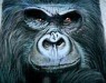 GORILLA_SWEAT_Thumb
